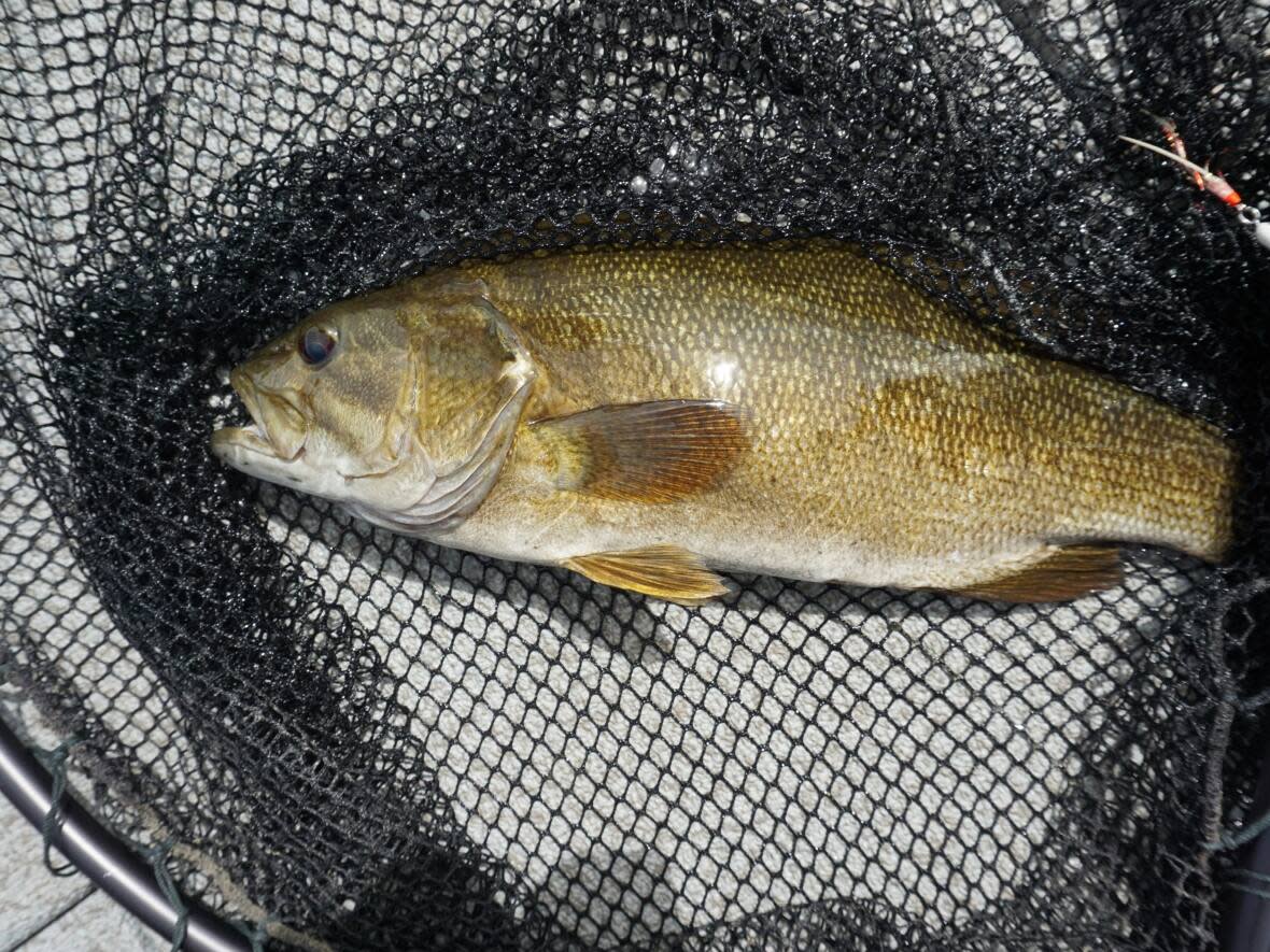 Smallmouth bass are considered an invasive species under Canada’s Aquatic Invasive Species Regulations. They are not native to New Brunswick. (Gord Ellis/CBC - image credit)