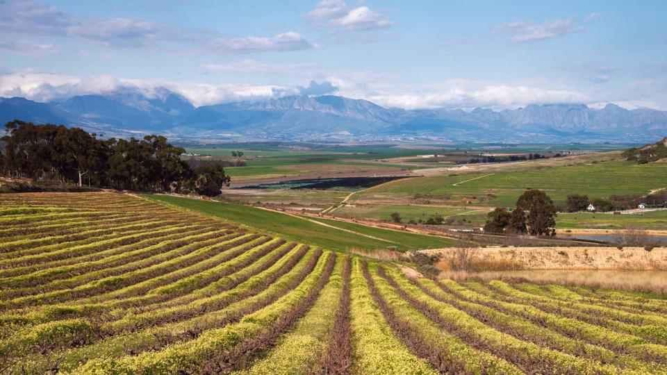 Vineyards in Swartland, South Africa