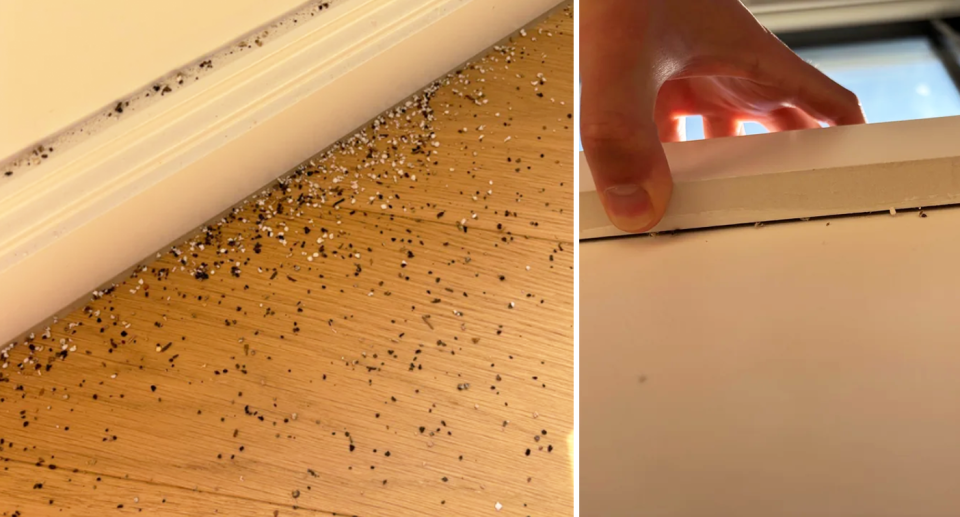 An image of the man's apparent pest problem resembles bagel seasoning scattered across the floor in the Victorian home. Right, he pulls the window architrave slightly ajar showing the specs fall out.  