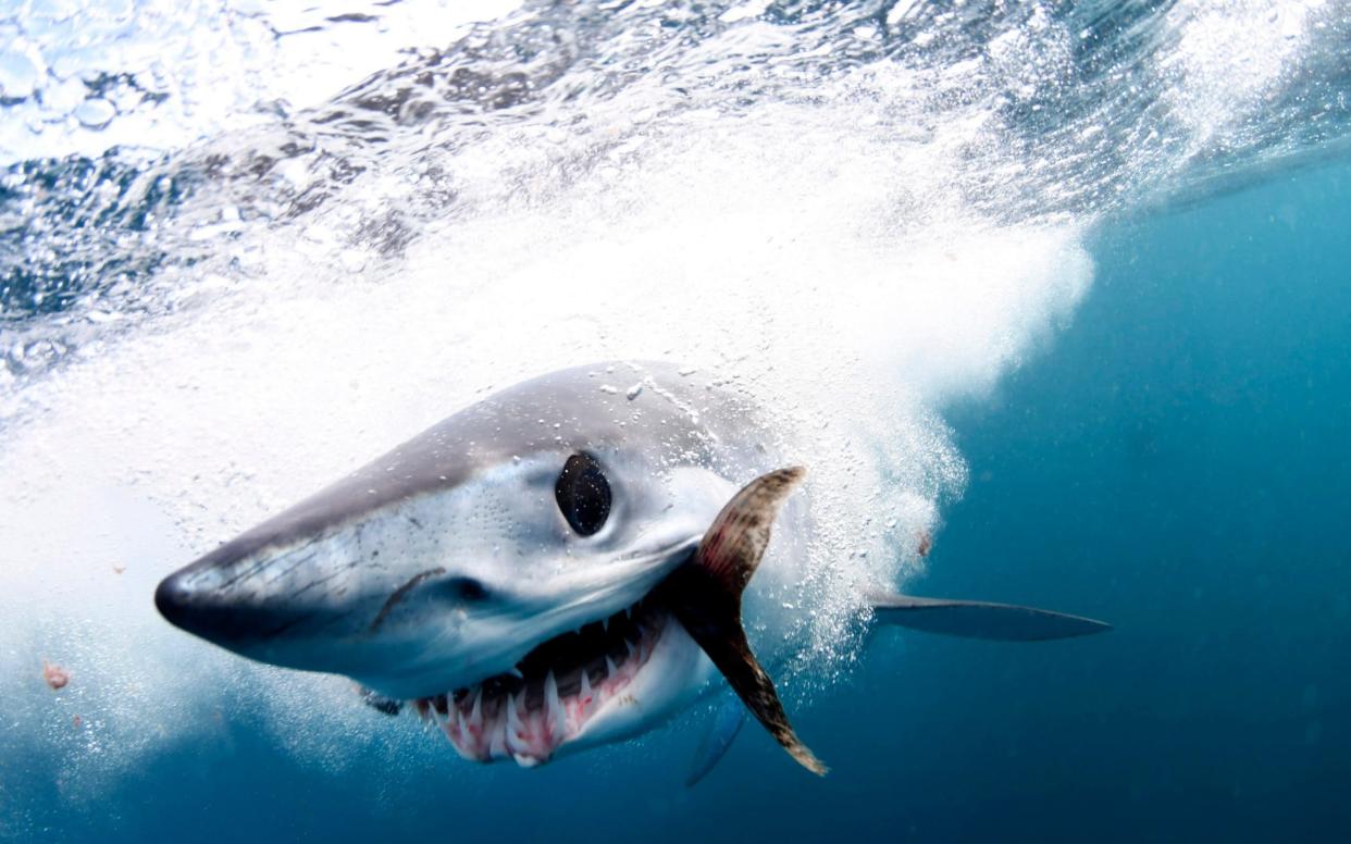 Shortfin Mako sharks can reach speeds of 80 miles per hour - Caters News Agency