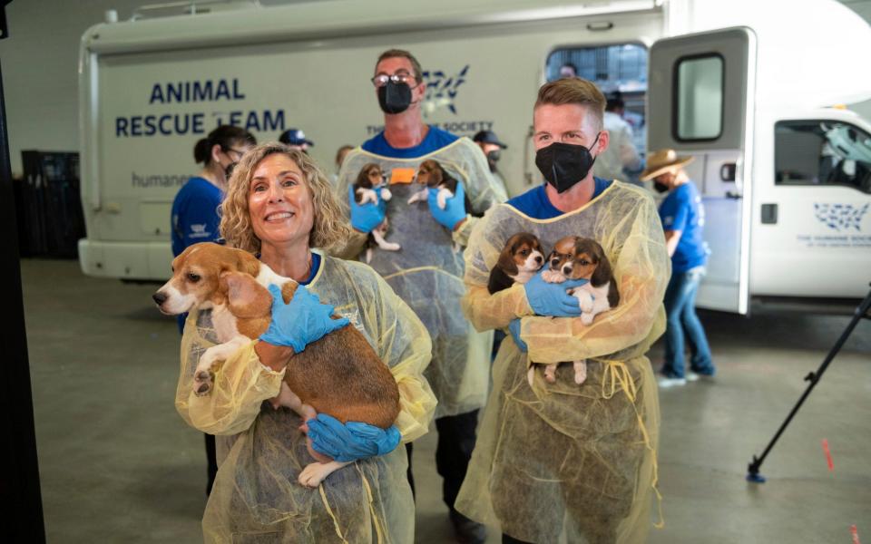 Kitty Block, President and CEO of the Humane Society of the United States, and HSUS Animal Rescue Team members carry beagles into the organization's care and rehabilitation center in Maryland - Kevin Wolf/AP Images for the HSUS