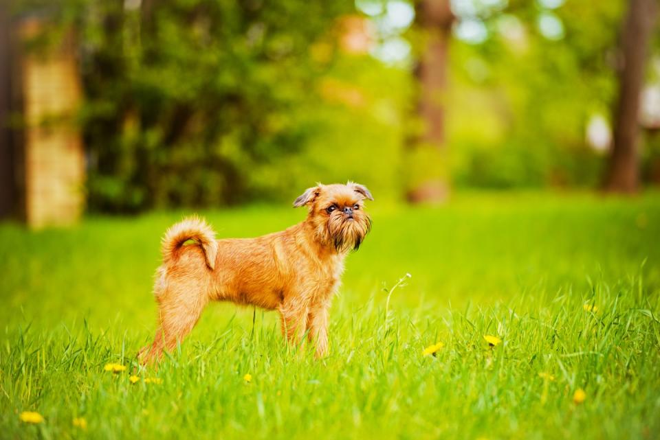 12) Brussels Griffon