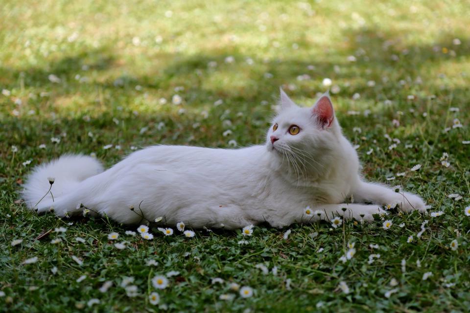 side view of a white long haired turkish angora cat lying on lush green grass with small white daisies looking up