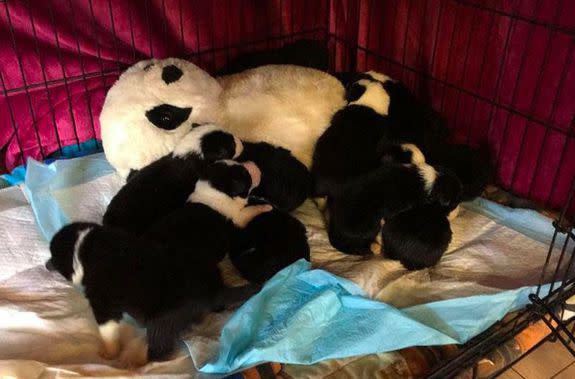 8 happy little pups