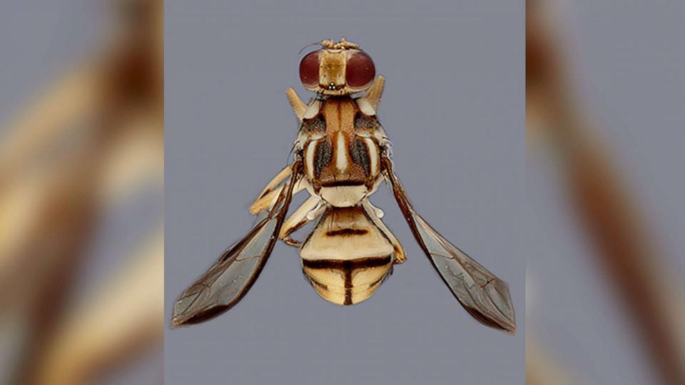 PHOTO: Tau fruit fly (Severyn Korneyev/CDFA)