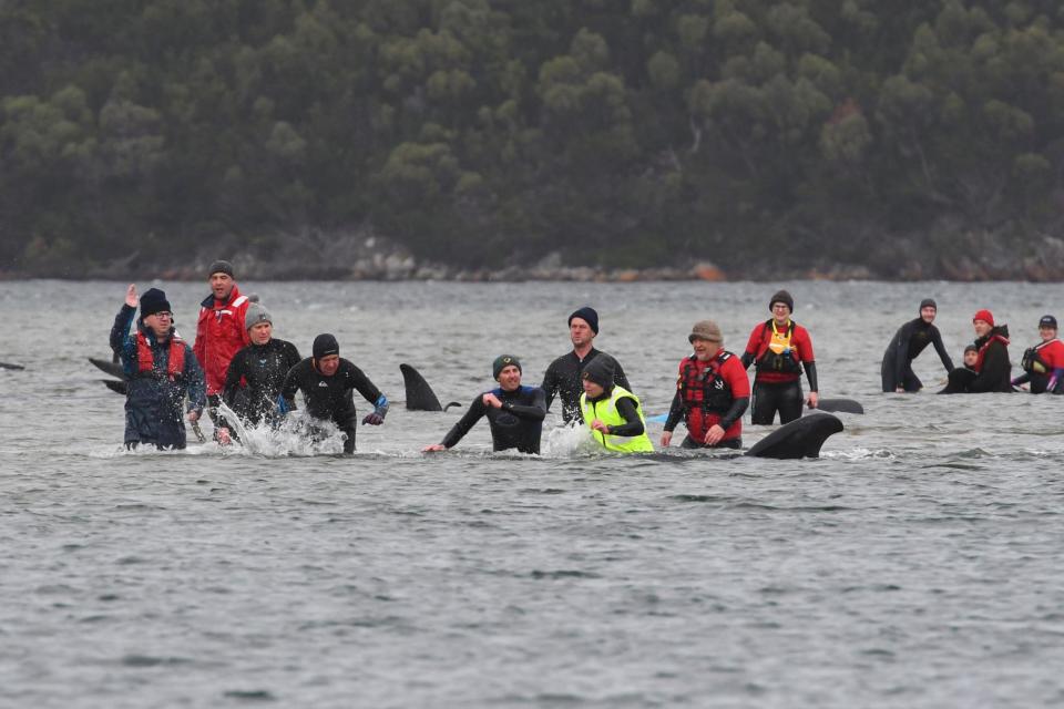 Rescuers work to save a pod of whales stranded on a sandbar in Macquarie Harbour (POOL/AFP via Getty Images)