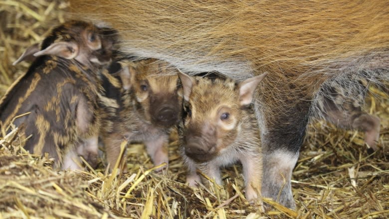 Red River hoglets make debut at the Calgary Zoo