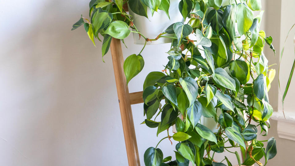 A vining philodendron climbing up a support