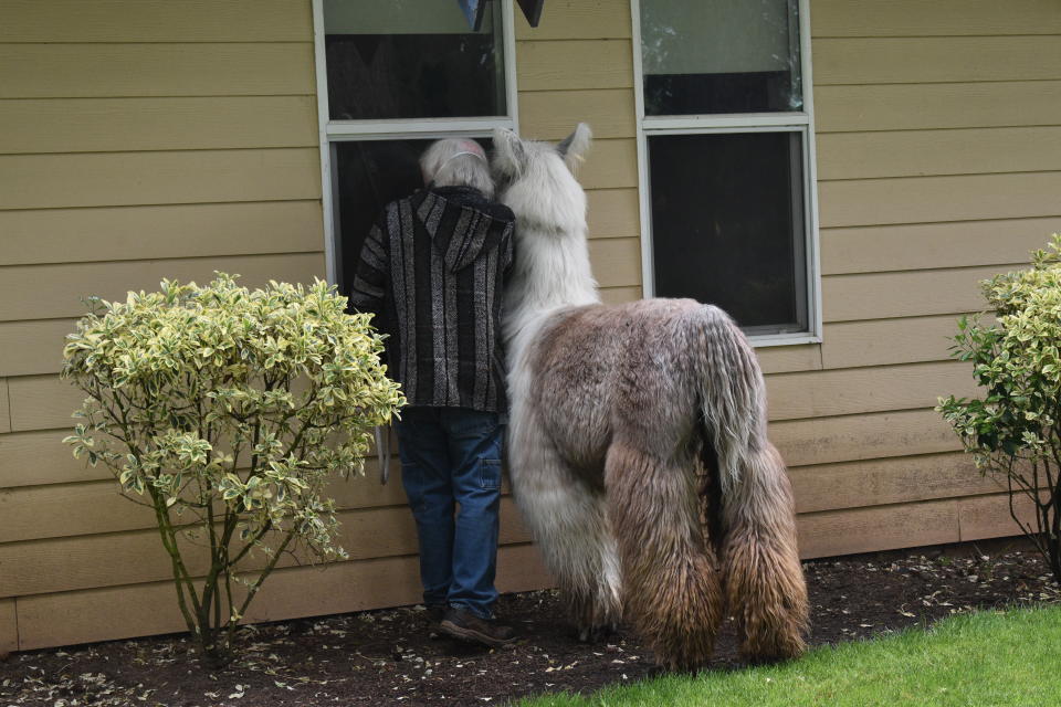 A man and a llama look in the window at a retirement home. (Ariel Knox)