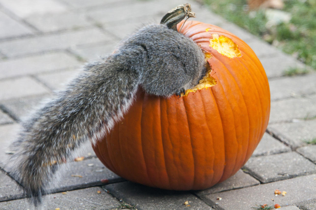 https://www.gettyimages.co.uk/detail/news-photo/squirrel-eats-pumpkin-halloween-illinois-usa-news-photo/1205379541