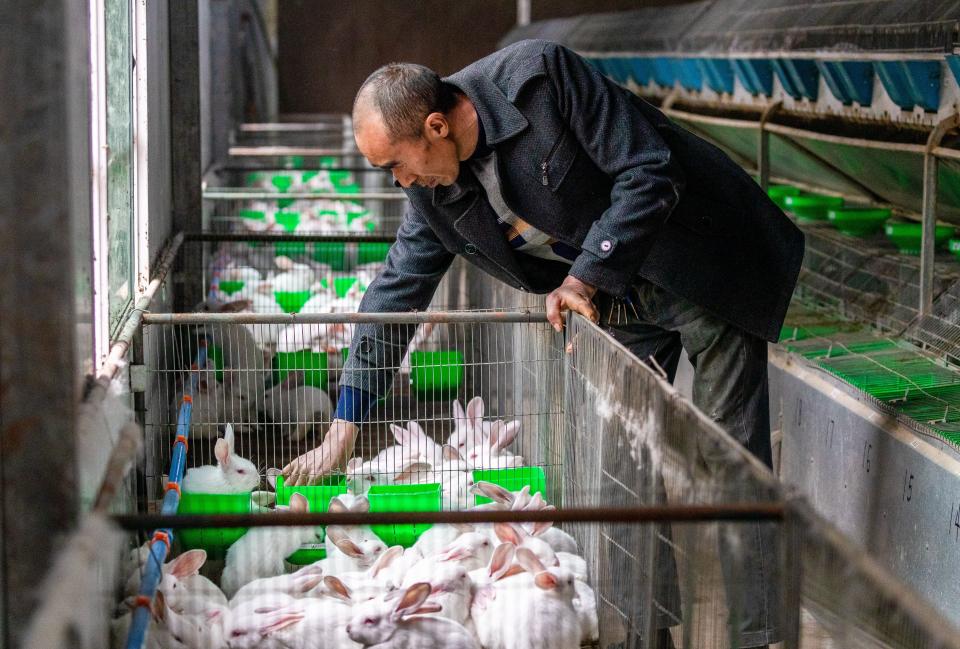 china rabbit farm