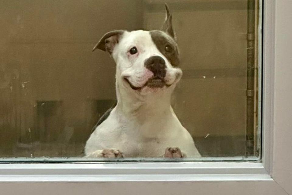 <p>Michelle Patchett | City of Arlington, Texas Animal Services</p> Bitsy the dog smiling in her kennel at the City of Arlington, Texas Animal Services