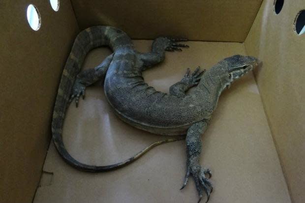 A 4-foot Monitor lizard was caught in the backyard of a Brownsville apartment building this summer, according to Animal Care & Control.  Photo credit: Animal Care & Control of New York