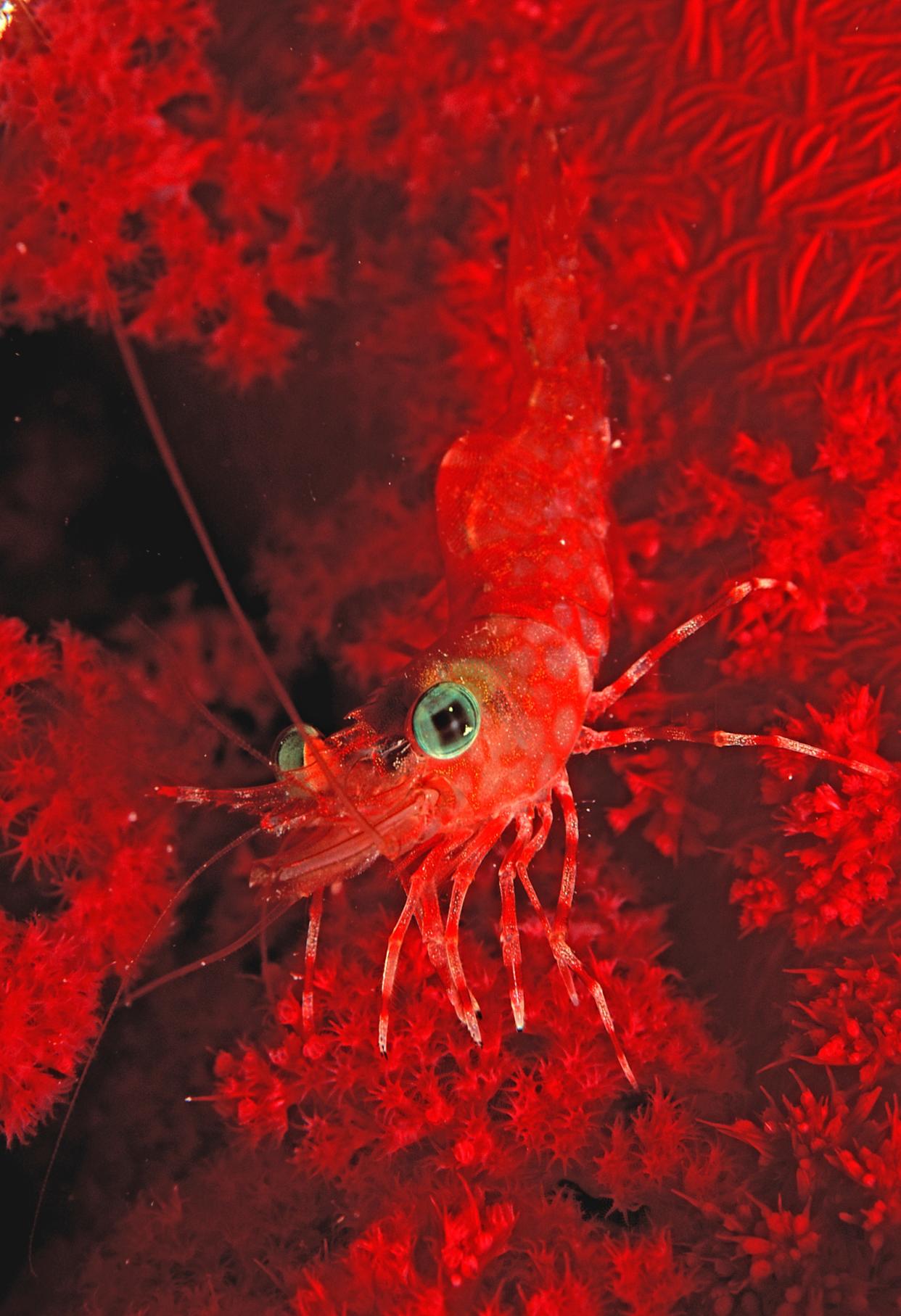 https://www.gettyimages.com/detail/news-photo/dancing-shrimp-on-soft-coral-cinetorhynchus-reticulatus-news-photo/549406703?adppopup=true