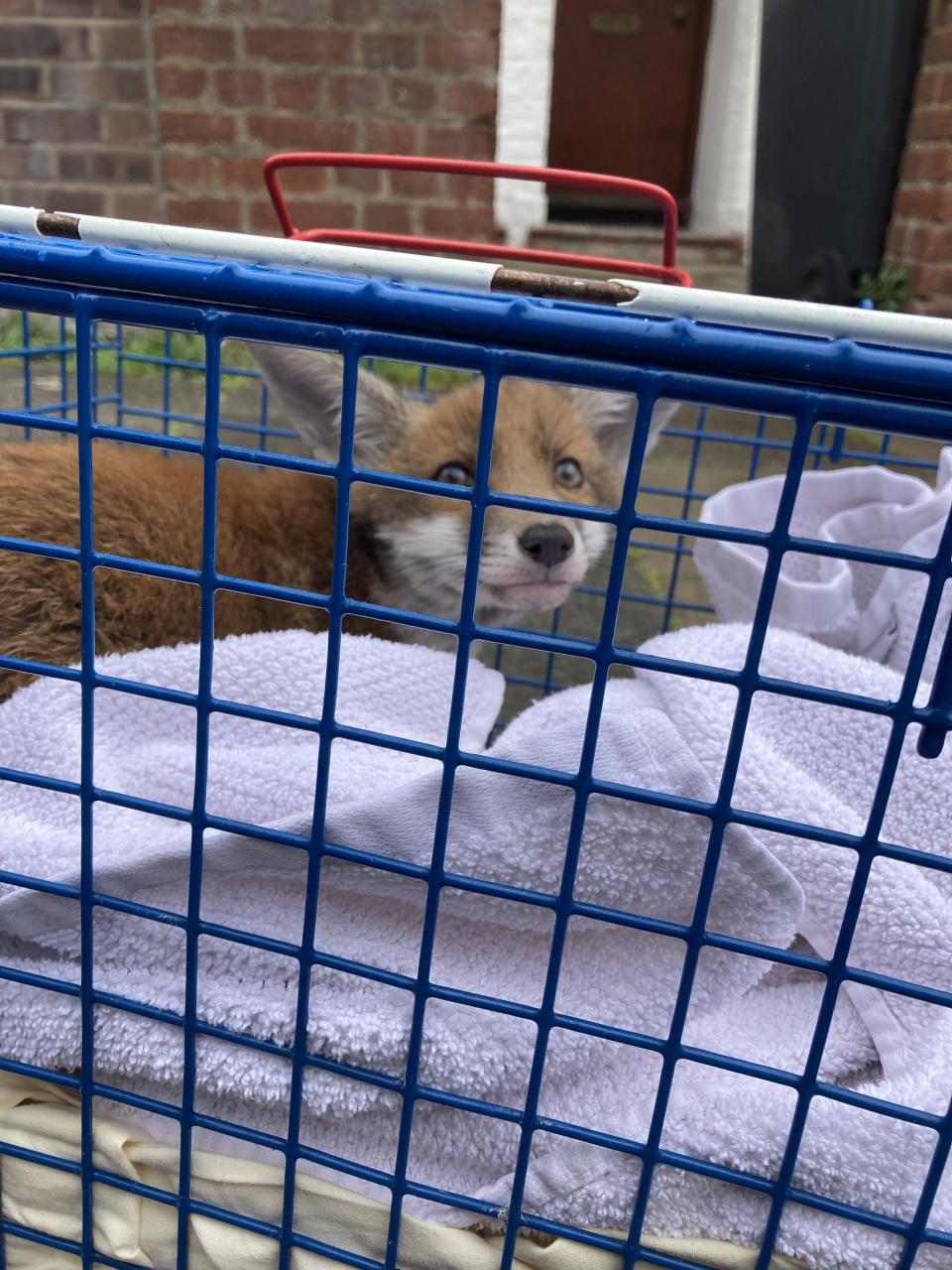 A fox in Haringey after it was rescued from a wheel (PA/RSCPA)