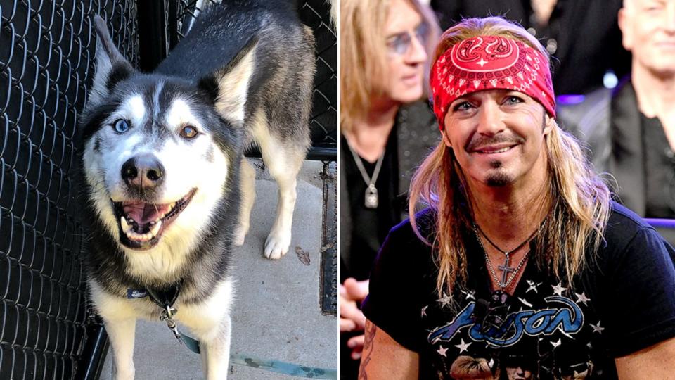 PHOTO: Poison frontman Bret Michaels has adopted a husky mix who shares the same name as him. (Nebraska Humane Society/Getty Images)