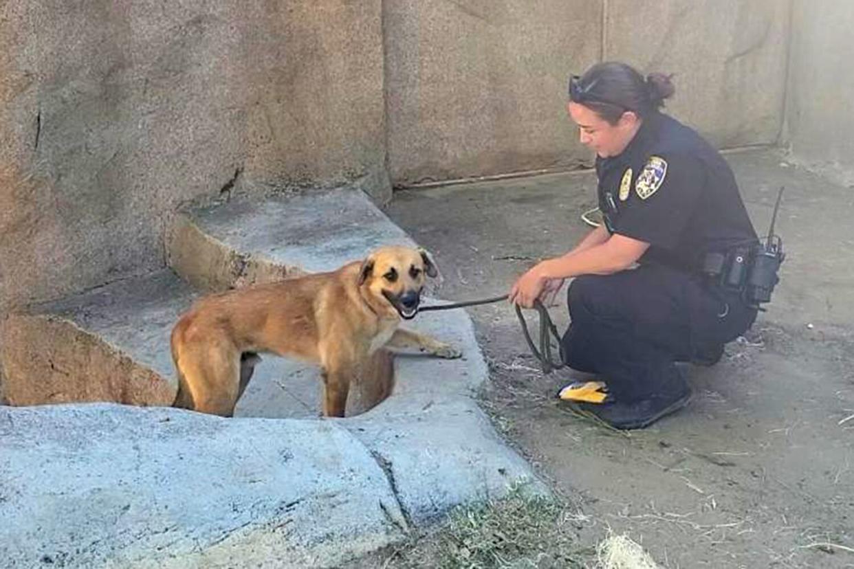 dog rescued from gorilla enclosure