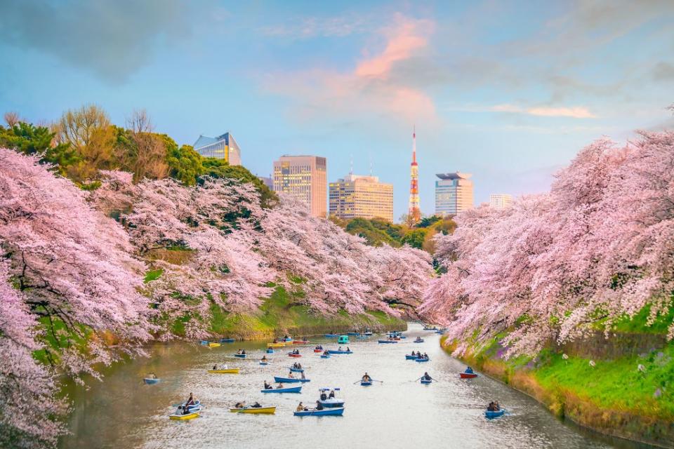 Cherry blossom season in Tokyo means boating on the moat behind the Imperial Palace at the heart of the city. f11photo – stock.adobe.com