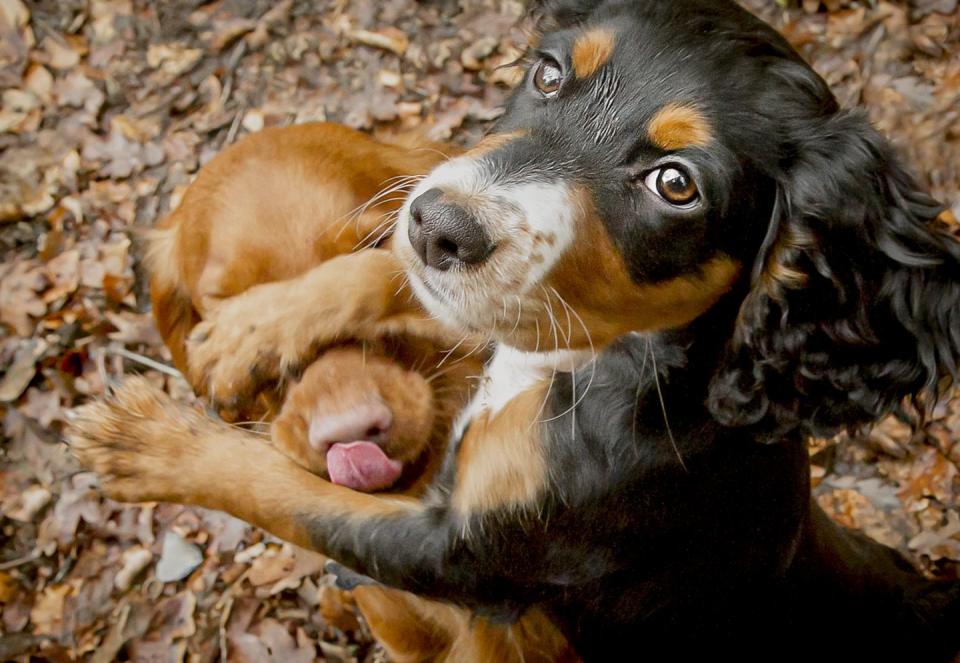 14) Puppy friends by Lucy Sellors-Duval