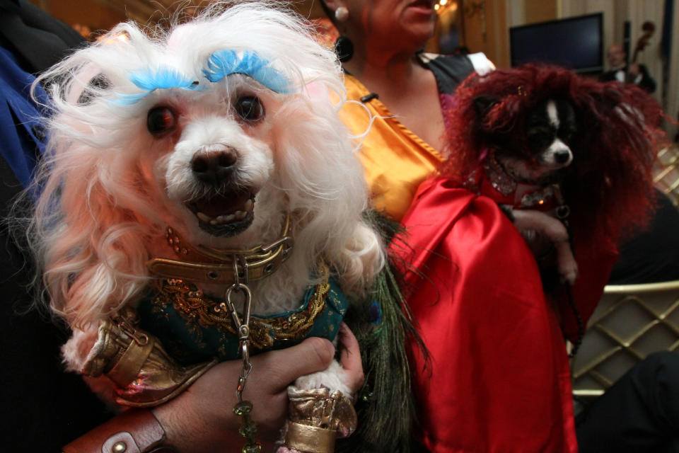 Dressed for the occasion, Hec-lin, a toy poodle from the Bronx borough of New York, foreground, waits with other dogs and people for the start of the most expensive wedding for pets Thursday July 12, 2012 in New York. The black tie fundraiser, where two dogs were "married", was held to benefit the Humane Society of New York. (AP Photo/Tina Fineberg)