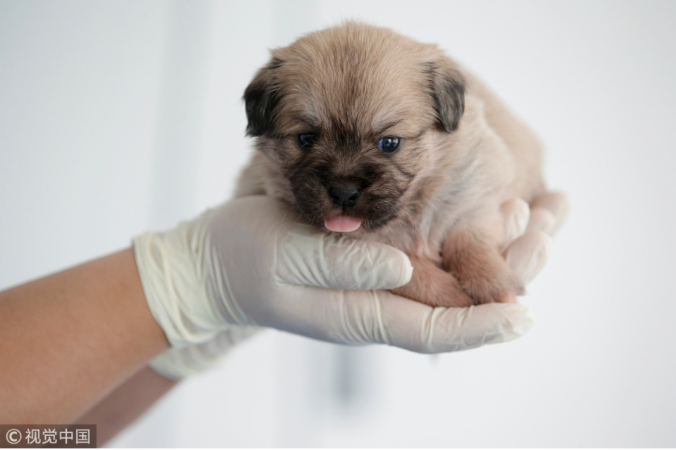 複製犬意示圖。   圖：翻攝自陸網