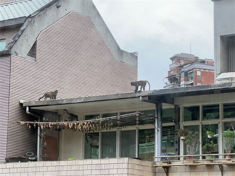 猴群跑到民宅屋簷上。（圖／賴進利提供）