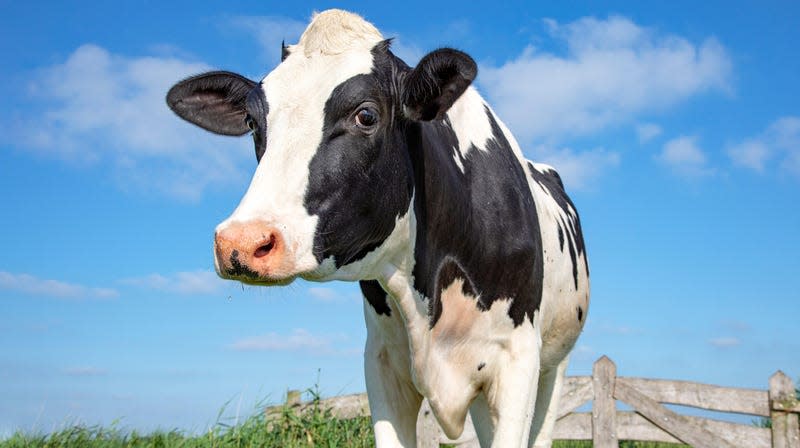 An adult black and white cow. - Image: Clara Bastian (Shutterstock)