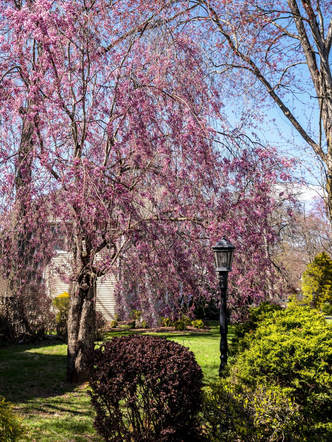 weeping cherry in bloom