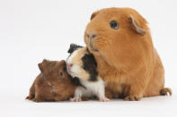 <p>Mother red guinea pig with her two babies. (Warren Photographic/Mercury Press) </p>