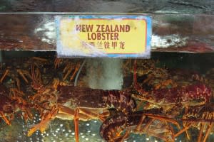 New Zealand Lobster tank