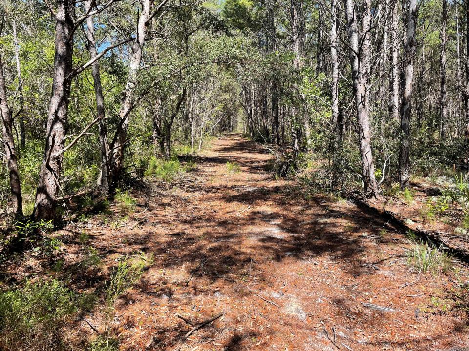 What the old barracks area looks like today in St. Teresa in Franklin County. Much of the St. Joe land was purchased by the Florida Department of Environmental Protection and is now part of the “Tate’s Hell” park at St. Teresa Beach.