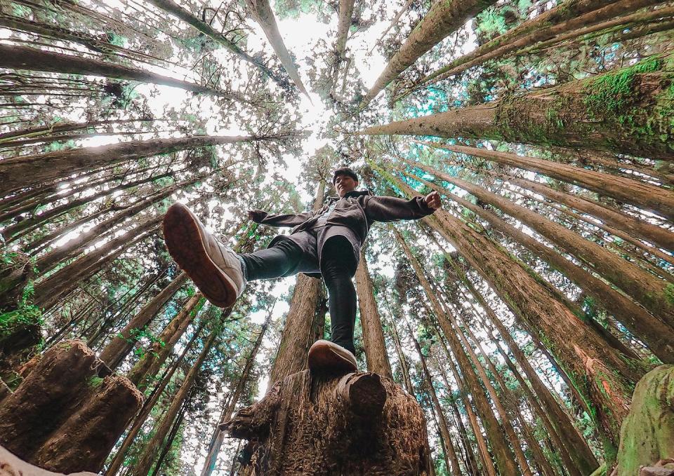 ▲嘉義阿里山特富野古道
  （圖／rebornmax, Instagram)