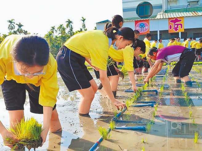 屏東南榮國中長年推廣食農教育，還在校內開闢水稻栽種區，由老師帶學生下田種植，親身體驗「鋤禾日當午，汗滴禾下土」的辛苦。（謝佳潾攝）