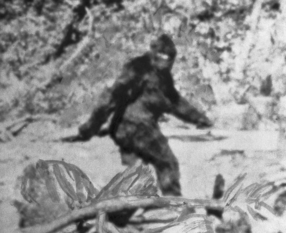 Alleged photo of 'Bigfoot" northeast of Eureka, California. (Bettmann Archive/Getty Images)