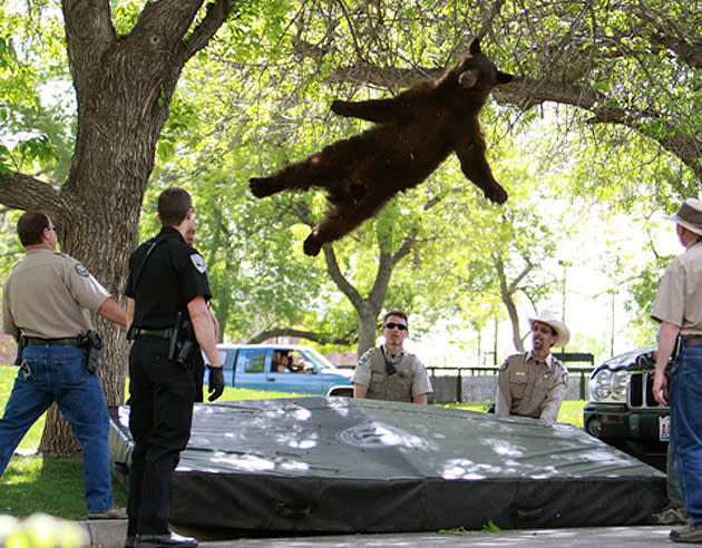 Sedated bear falling out of tree