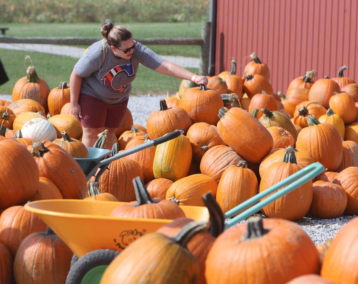 Nikki Farrell picks out a pumpkin at Nickajack Farms in Lawrence Township on Monday, Oct. 11, 2021.