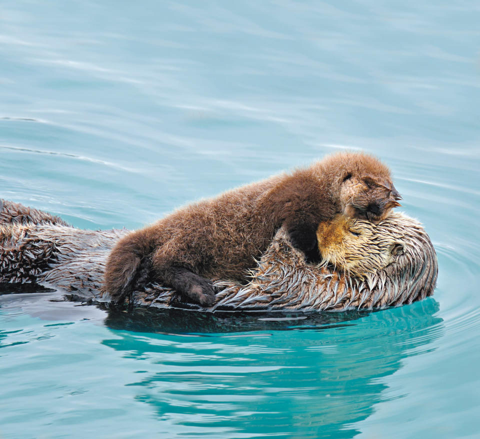 An otter pup balances on his mother’s belly. (Photo by Tom & Pat Leeson/ardea.com/National Geographic)