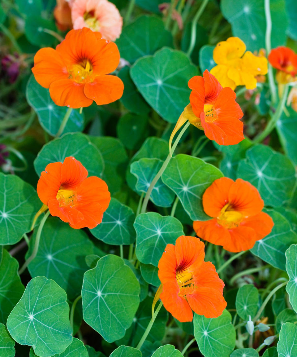 18. Nasturtium