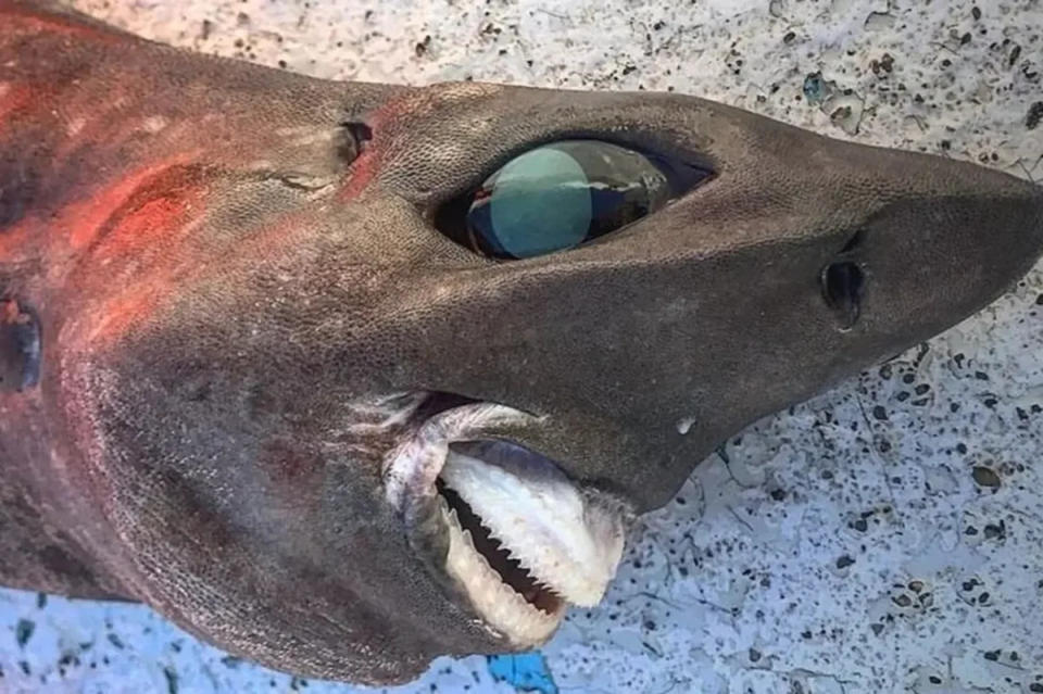 Social media users commented on the sharks ‘bulging eyes’ (Trapman Bermagui / Facebook)