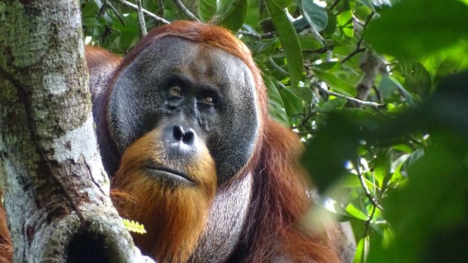 Studie: Orang-Utan heilt Wunde aktiv mit einer Pflanze. (Bild: Safruddin/Max-Planck-Institut für Tierverhalten/SUAQ foundation/dpa)