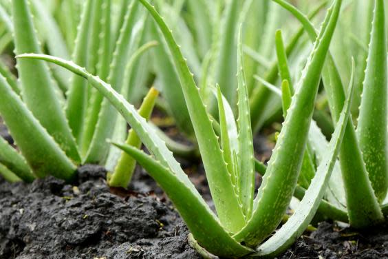 Applying an aloe vera gel can have a cooling effect on the skin (Getty Images/iStockphoto)