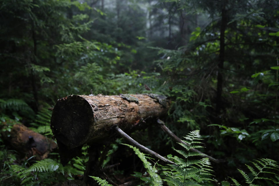 A fallen tree rests in an area of virgin spruce forest in Monongahela National Forest, W.Va., on Aug. 27, 2019. The Appalachian highlands once supported a large and unique ecosystem, dominated by red spruce forest a century and a half ago. But commercial logging in the late 1800s and later coal mining in the 20th century stripped the landscape, leaving less than a tenth of the original red spruce forests intact. (AP Photo/Patrick Semansky)