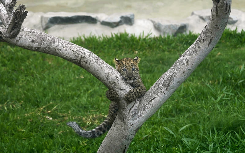 A leopard cub clings to a tree branch