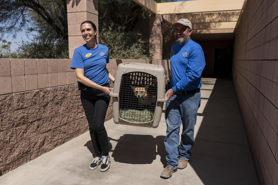 Animal care curator Heather Down, left, and Mike Barnes, director of animal care and health, share a light moment while transporting a fox, evacuated from the Big Bear Alpine Zoo due to the Line Fire, back to the zoo from the Living Desert Zoo and Gardens in Palm Desert, Calif., Thursday, Sept. 19, 2024. (AP Photo/Jae C. Hong)