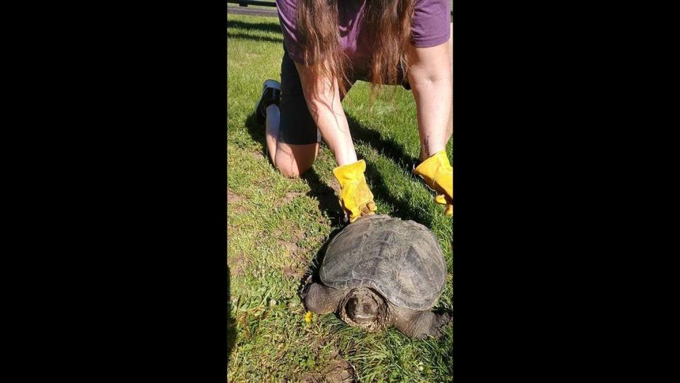 A snapping turtle, likely over 30 years old, was found wandering in a pasture on April 28 in Harrisburg, Oregon, officials said.