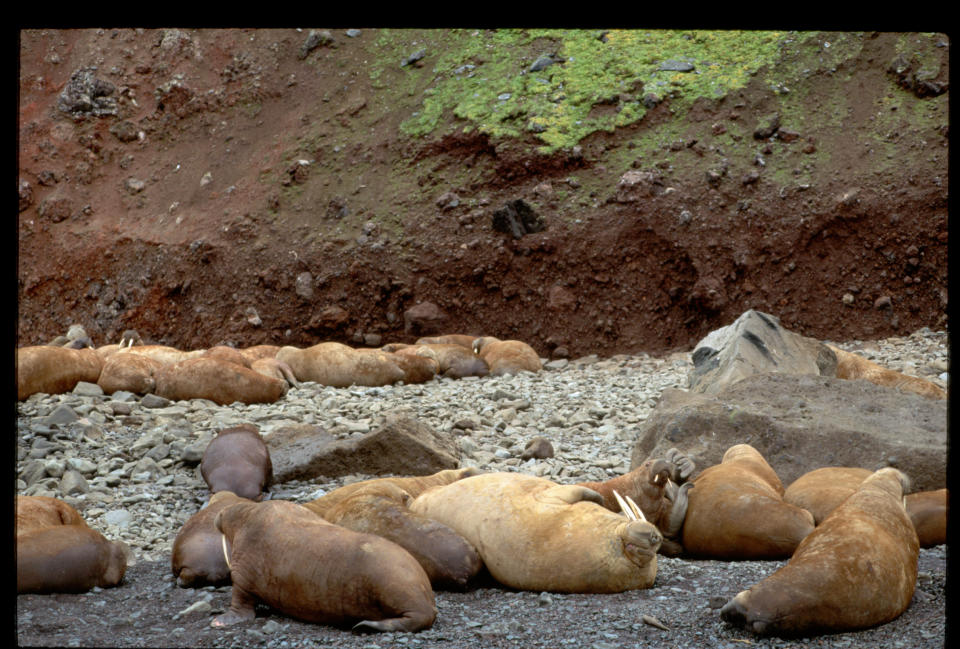 Pacific walruses on the shore of Arakamchechen Island in the Bering Sea. (Photo: Mountain Light Photography via Getty Images)