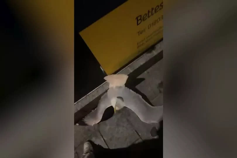 The seagull was stuck in a bus stop