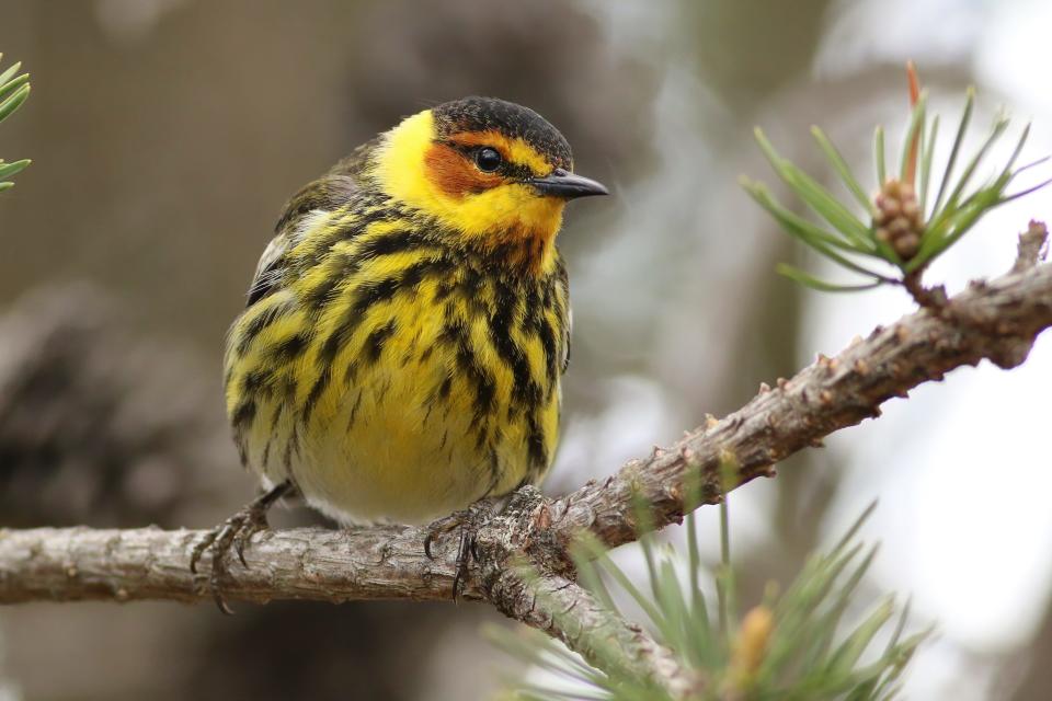 A Cape May warbler was spotted in Tawas Point State Park in Michigan, a sign that the spring migration is in full swing.