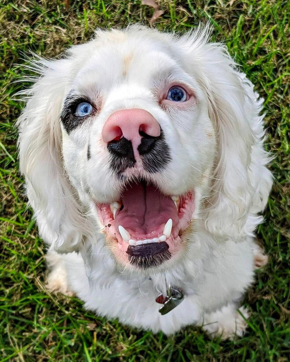 worlds cutest rescue dog finalists