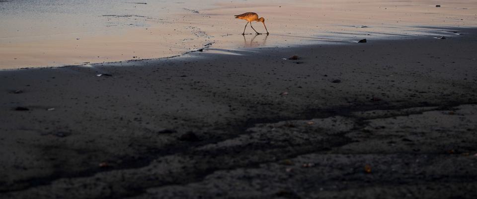 Oil lines the beach as a bird feeds in the incoming tide.